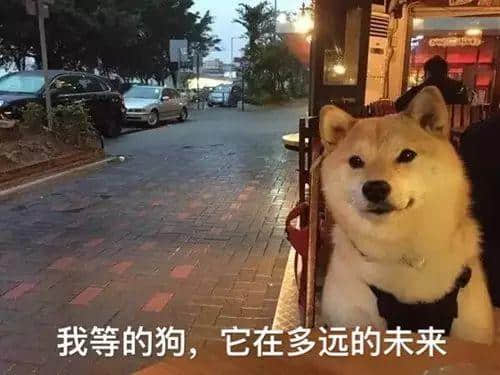 作為一只“狗”，我今日系咁過嘅！