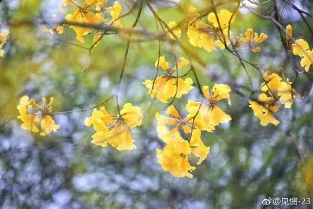 少女的鮮花，阿媽的湯渣