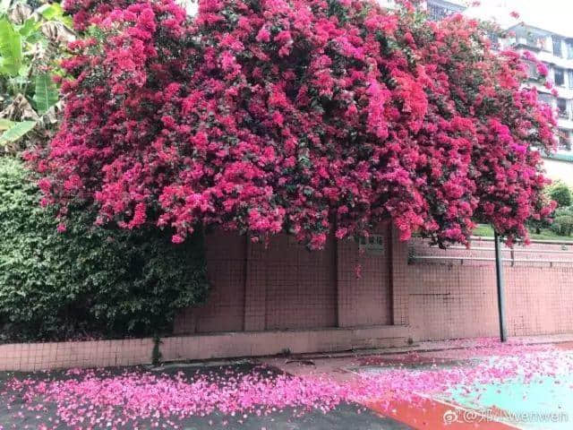 少女的鮮花，阿媽的湯渣