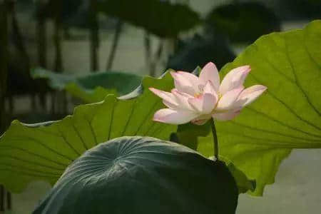 少女的鮮花，阿媽的湯渣