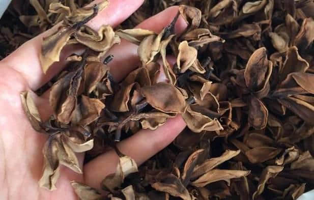 少女的鮮花，阿媽的湯渣