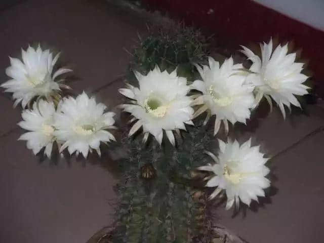 少女的鮮花，阿媽的湯渣