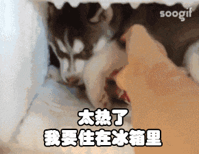 在廣東，你永遠不知道“冬天”和“明年”哪個先來