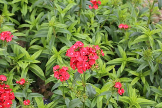 離廣佛最近的高山花海，情人節(jié)男朋友不帶你去就分手吧