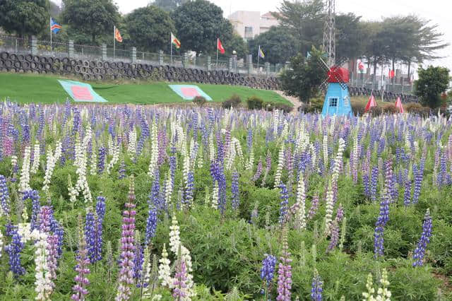 離廣佛最近的高山花海，情人節(jié)男朋友不帶你去就分手吧