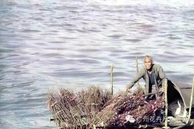 點解廣州人過年唔鐘意睇春晚？因為我哋鐘意行花街咯！