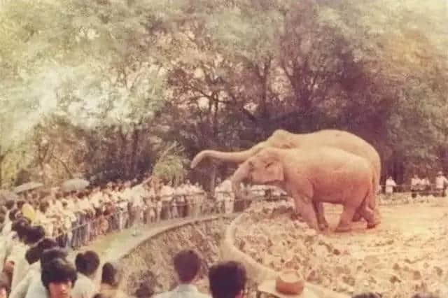 廣州動物園猴山要拆，你會唔會返去睇下你啲老友？