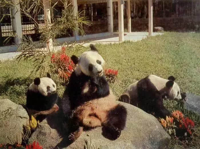 廣州動物園猴山要拆，你會唔會返去睇下你啲老友？