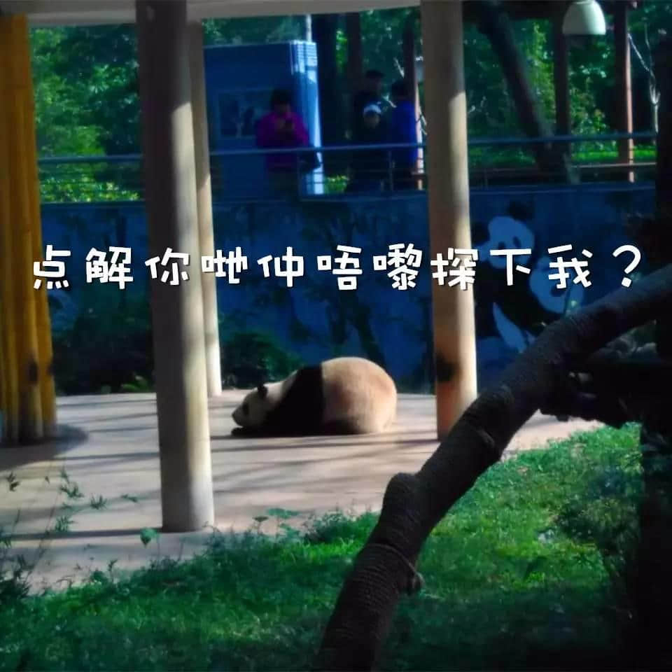 廣州動物園猴山要拆，你會唔會返去睇下你啲老友？