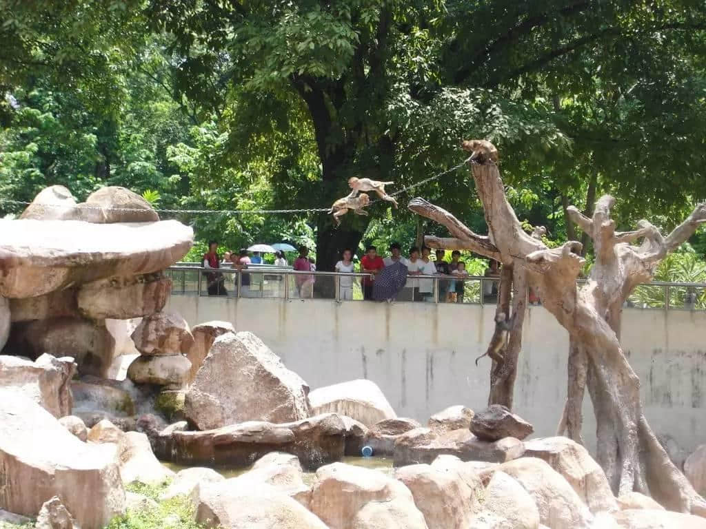 廣州動物園猴山要拆，你會唔會返去睇下你啲老友？