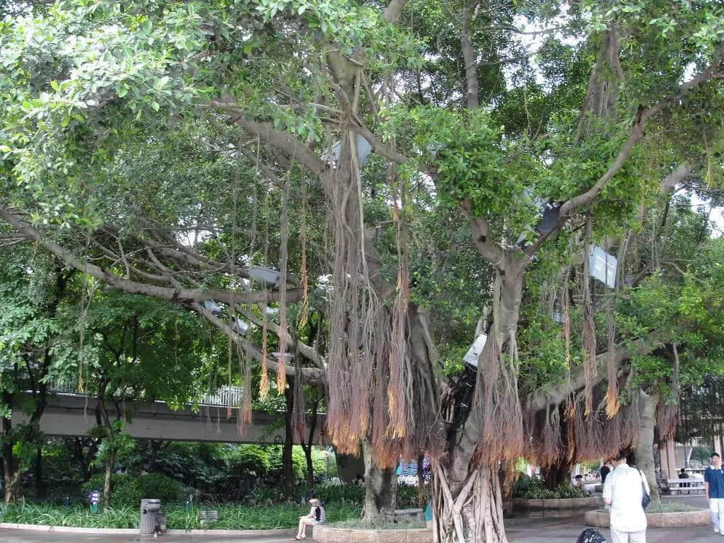 廣州人嘅情懷：我哋榕樹(shù)頭見(jiàn)！