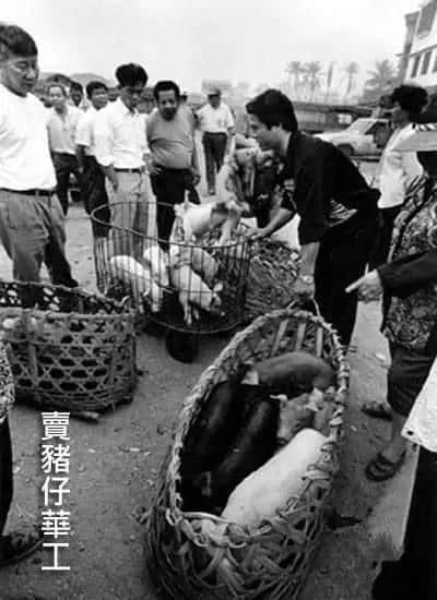 「賣豬仔」就聽得多嘞，但其實究竟系點賣？