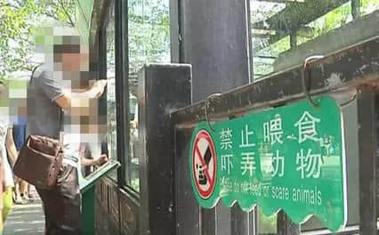 動(dòng)物園游客不文明行為之最，呢種貌似“善意”嘅行為害死唔少動(dòng)物！