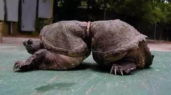 動(dòng)物園游客不文明行為之最，呢種貌似“善意”嘅行為害死唔少動(dòng)物！