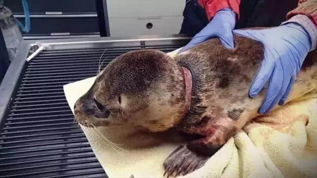 動(dòng)物園游客不文明行為之最，呢種貌似“善意”嘅行為害死唔少動(dòng)物！