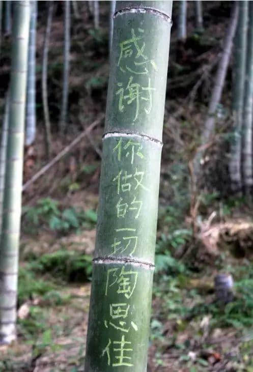 賣完空氣出刻字林，廣東清遠(yuǎn)騎呢景區(qū)仲有乜做唔到？