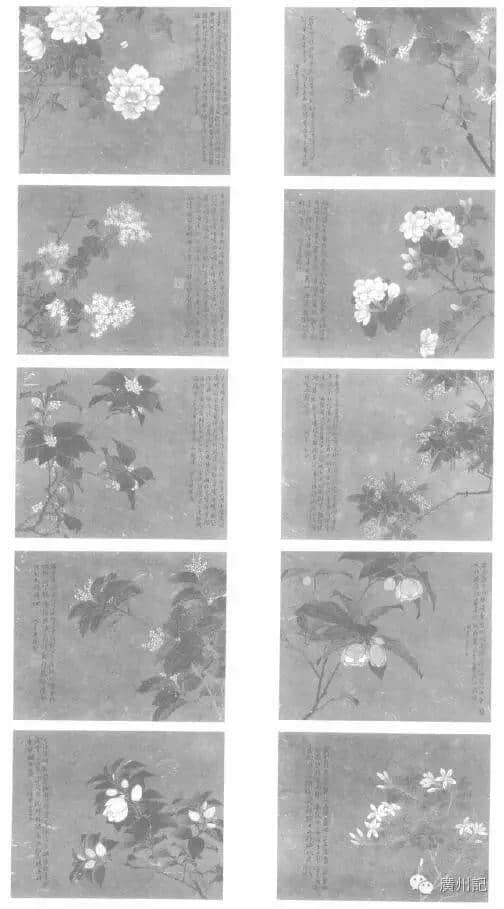十香園的十香花，究竟是邊十種？