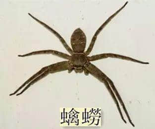 越嚟越少人用嘅粵語“老詞”，你仲識得幾多？