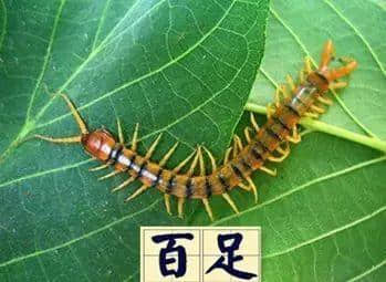 越嚟越少人用嘅粵語“老詞”，你仲識得幾多？