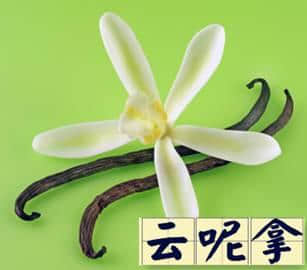 越嚟越少人用嘅粵語“老詞”，你仲識得幾多？