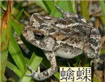 越嚟越少人用嘅粵語“老詞”，你仲識得幾多？