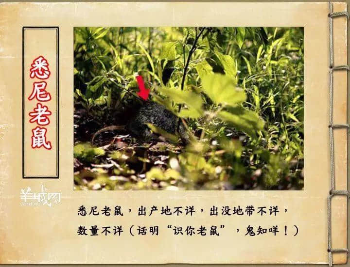 如果JK羅琳系廣州人，《神奇動(dòng)物在哪里》至少出7集！