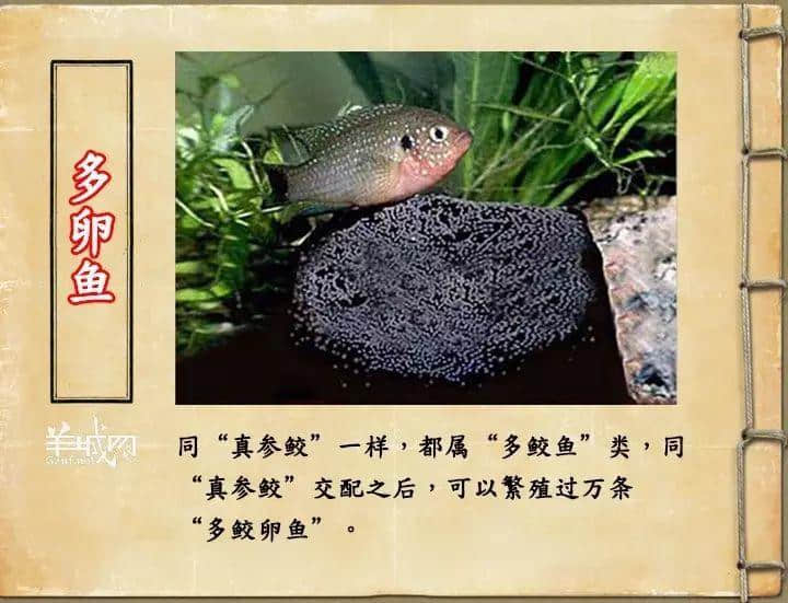 如果JK羅琳系廣州人，《神奇動(dòng)物在哪里》至少出7集！