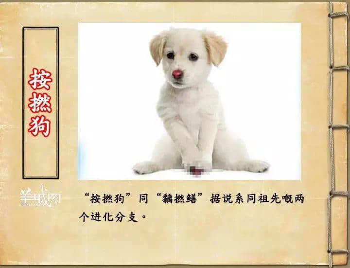 如果JK羅琳系廣州人，《神奇動(dòng)物在哪里》至少出7集！