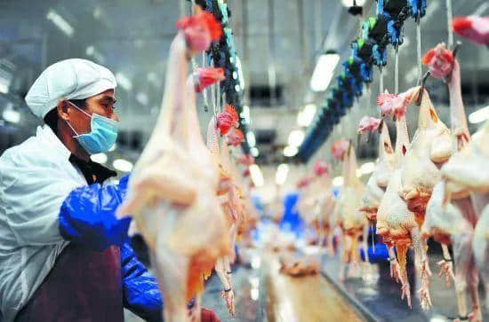 沒有一只雞能活著走出廣州 沒有一只雞能活著走出廣州