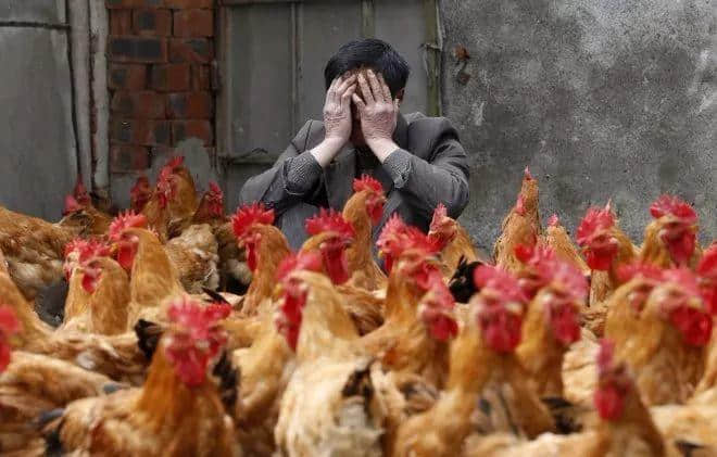 沒有一只雞能活著走出廣州 沒有一只雞能活著走出廣州