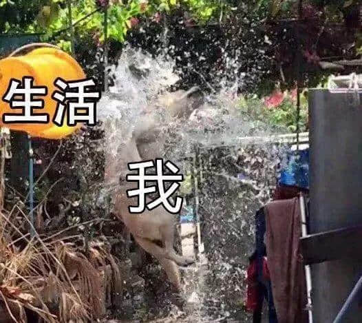 進(jìn)擊的廢青：只要做個廢物，就冇人可以利用我