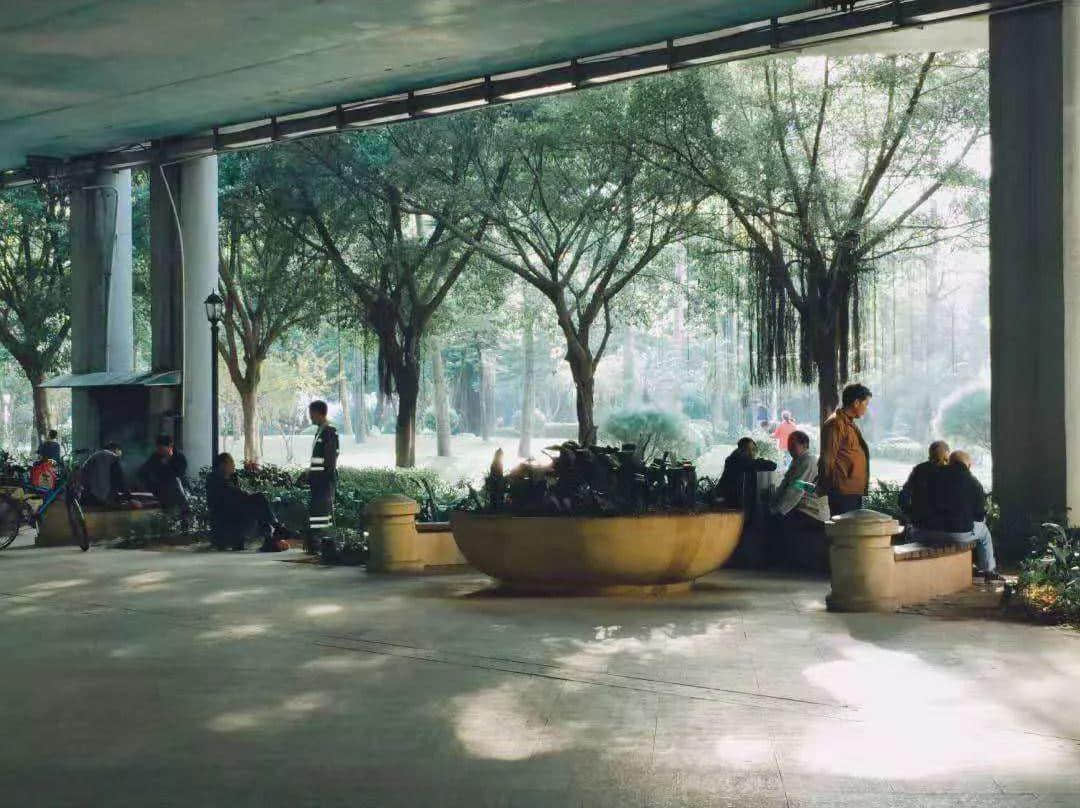 廣州再多高樓，都不如小時候嘅榕樹頭