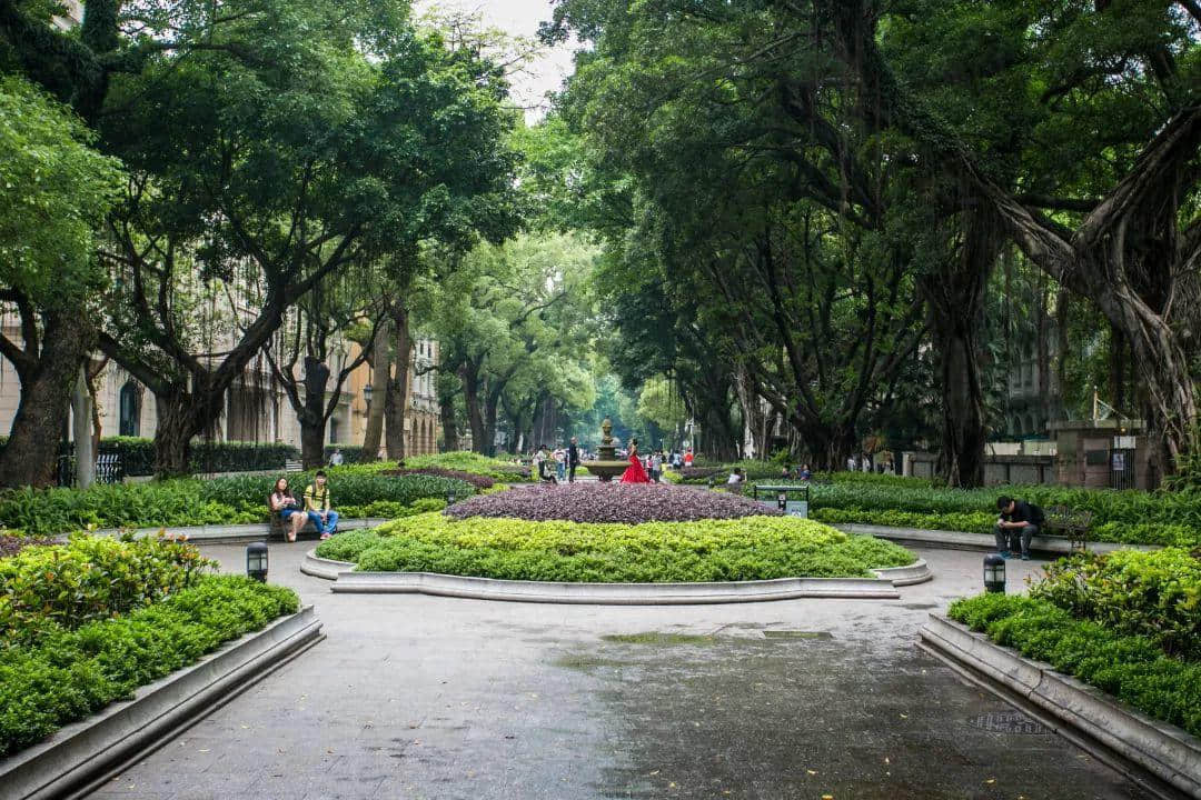 廣州再多高樓，都不如小時候嘅榕樹頭