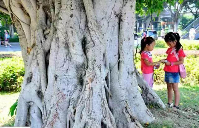 廣州再多高樓，都不如小時候嘅榕樹頭