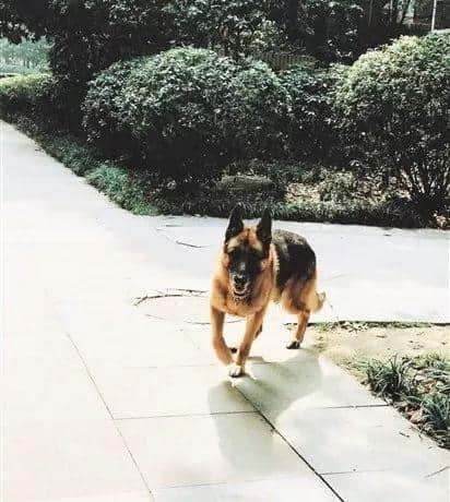@廣州人，你是個合格的狗主人嗎？
