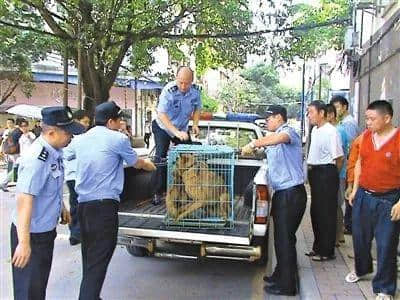 @廣州人，你是個合格的狗主人嗎？