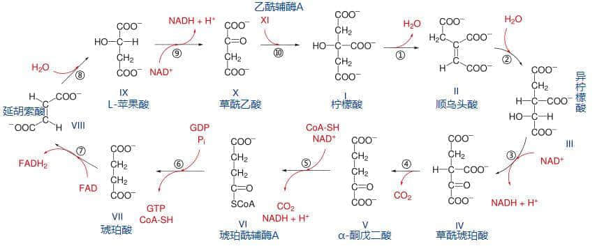 廣東臭屁醋：行走的生化武器，流動(dòng)的液態(tài)榴蓮
