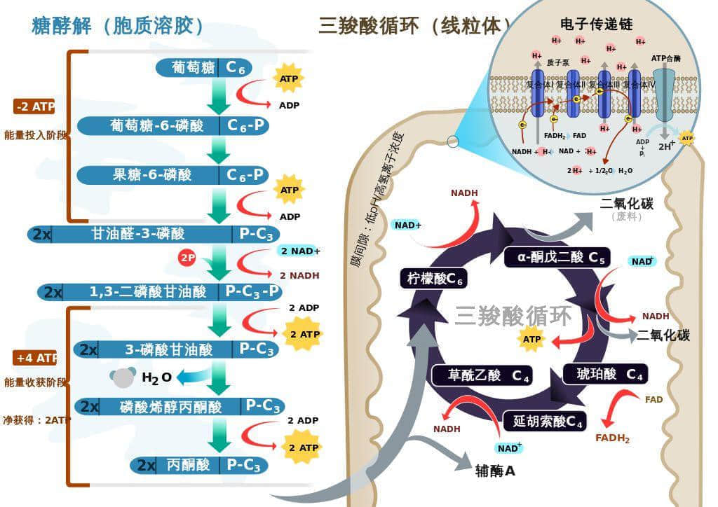 廣東臭屁醋：行走的生化武器，流動(dòng)的液態(tài)榴蓮