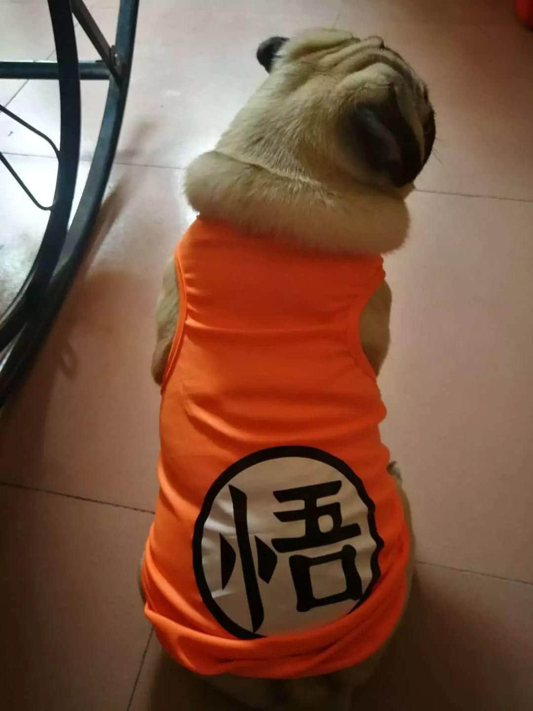 大城市的年輕人連自己都養(yǎng)不活，為什么還要養(yǎng)寵物？