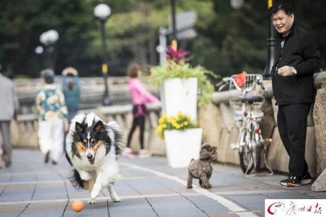 交了十年冤枉錢，廣州養(yǎng)犬管理有變更好嗎？