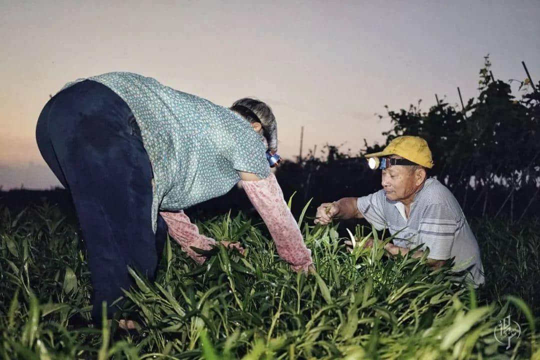 最后的瀝滘菜農(nóng) 最后的瀝滘菜農(nóng)