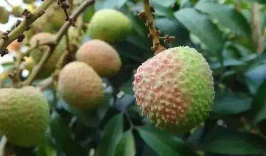 廣州人拜哪吒算咩嘢，呢啲神你可能都未聽過！