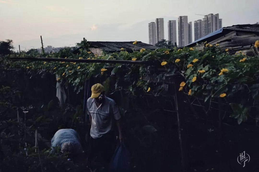 最后的瀝滘菜農(nóng) 最后的瀝滘菜農(nóng)