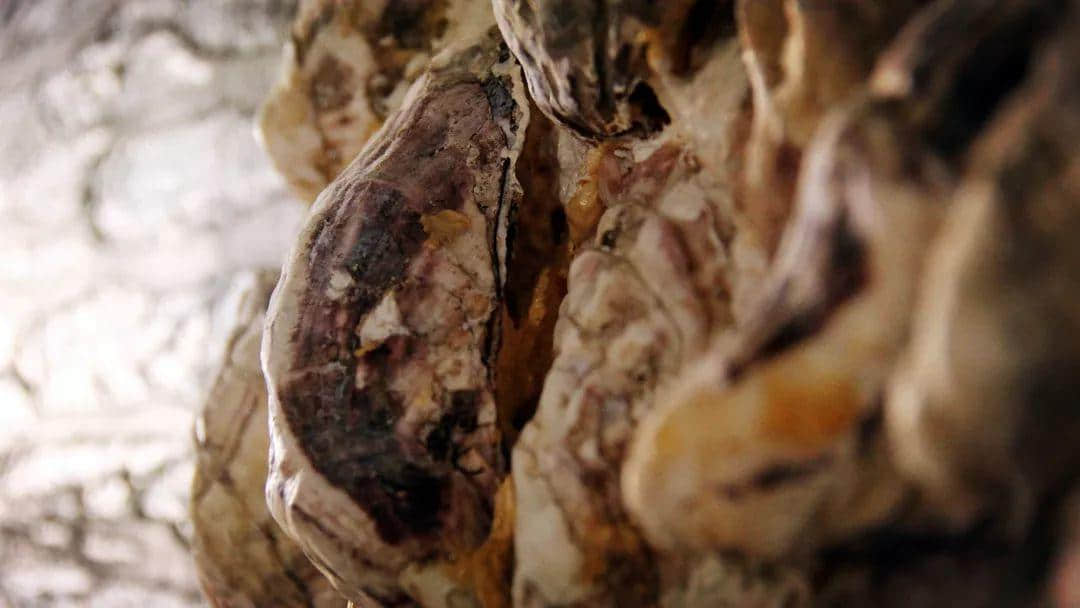 【欣知食】| 吃生蠔，也要經(jīng)歷冰火兩重天？