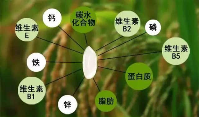 內(nèi)蒙古味道展覽會|草原上那些“相見恨晚”的好物 內(nèi)蒙古味道展覽會|草原上那些“相見恨晚”的好物