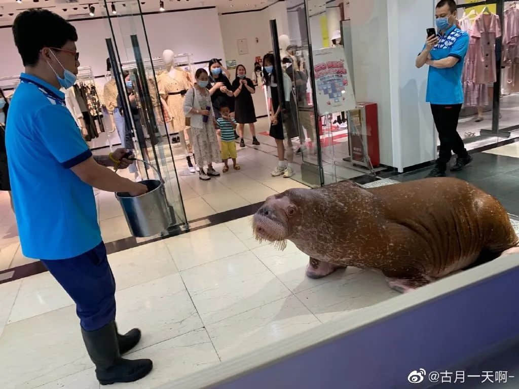 繼“最悲傷北極熊”后，正佳海洋世界又現(xiàn)“海象行商場”？