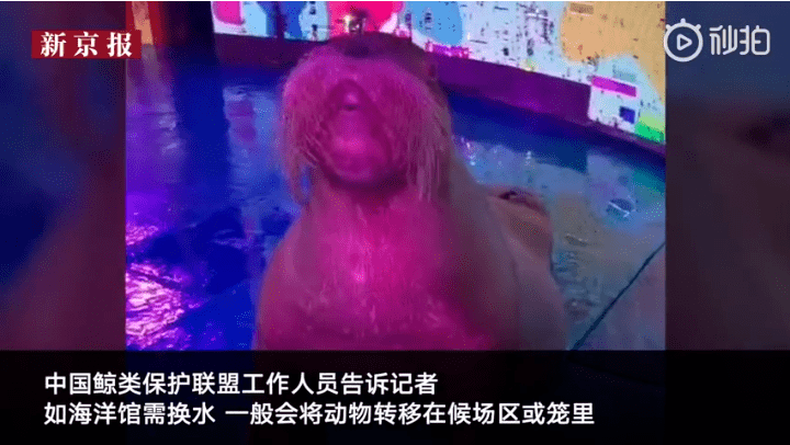 繼“最悲傷北極熊”后，正佳海洋世界又現(xiàn)“海象行商場”？