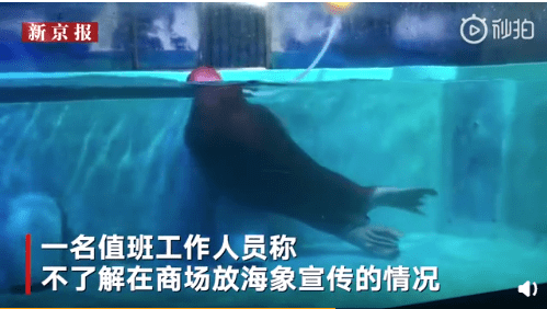 繼“最悲傷北極熊”后，正佳海洋世界又現(xiàn)“海象行商場”？