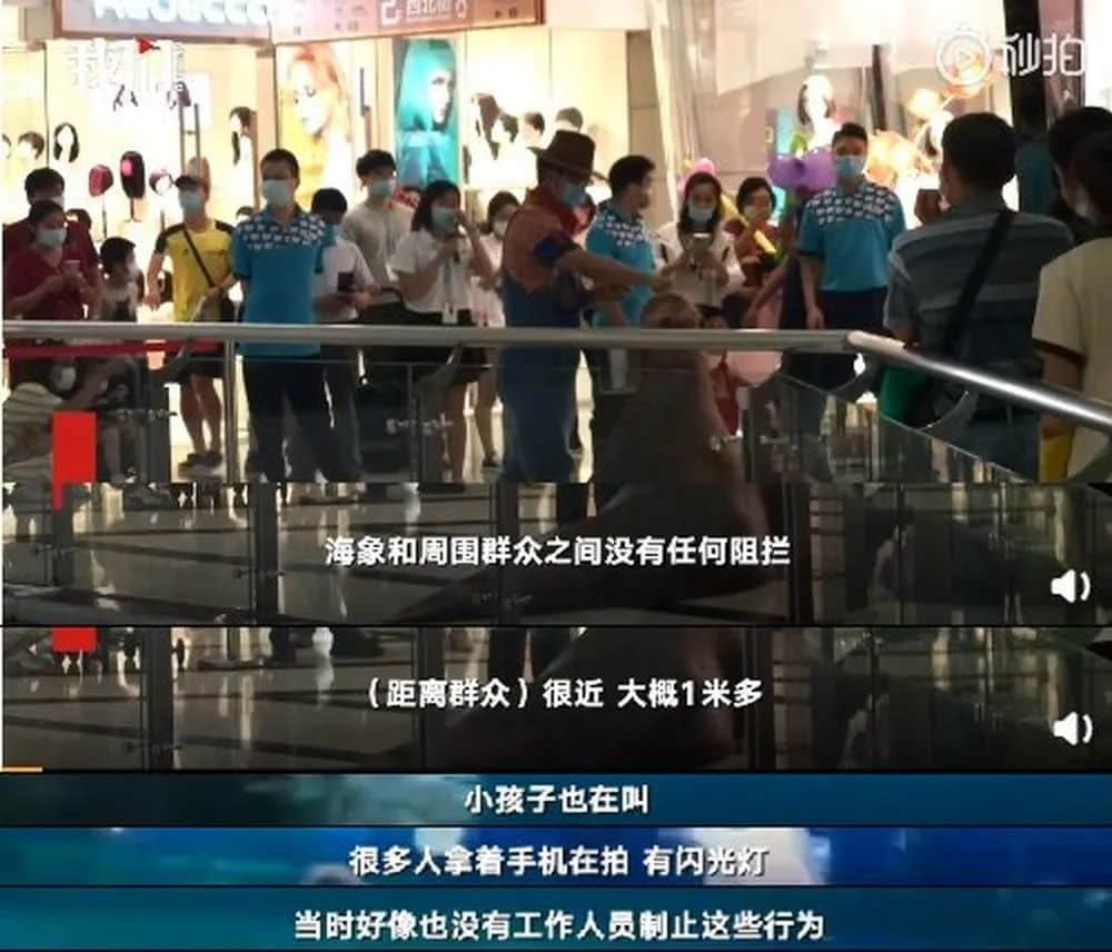 繼“最悲傷北極熊”后，正佳海洋世界又現(xiàn)“海象行商場”？