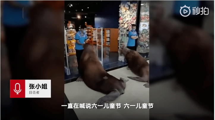 繼“最悲傷北極熊”后，正佳海洋世界又現(xiàn)“海象行商場”？